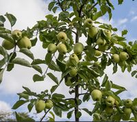 Malus sieversii - Kaz 2 æble